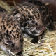 Illustration for article titled The World Gets Cuter: Jaguar Edition